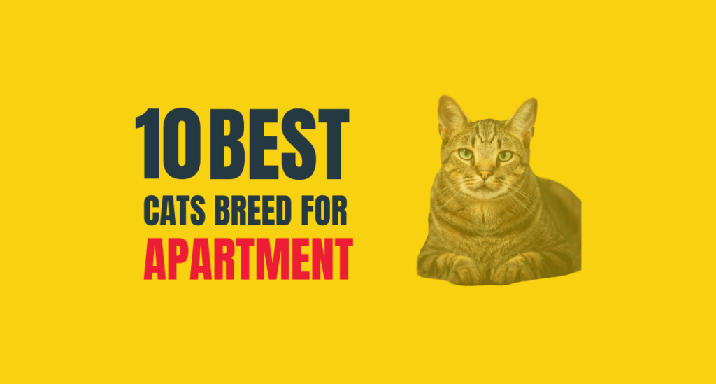 10 Best breeds of Cats for Apartments