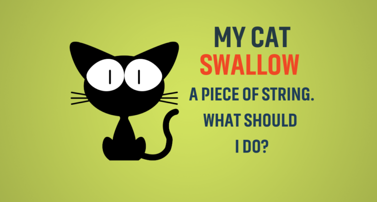 My cat swallowed a piece of string. What should I do?